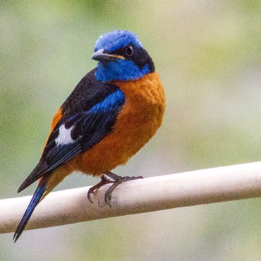 Blue capped rock thrush(M)